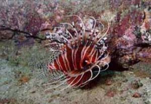Lion Fish Dibba Rock 60ft. U.A.E . Nikon 8008 60mm macro ... by John Guy 